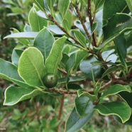 Pittosporum senacia.subsp reticulatum.bois de joli coeur des hauts.pittosporaceae.endémique Réunion..jpeg